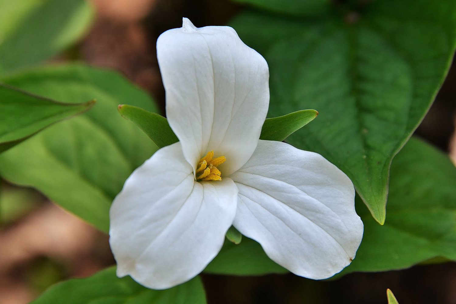 Image of a flower